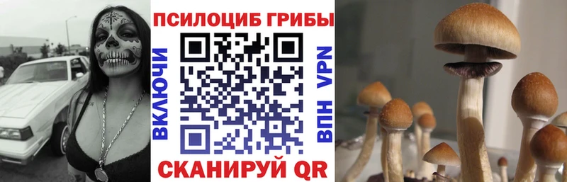 купить закладку  Ардон  mega   Галлюциногенные грибы MAGIC MUSHROOMS 
